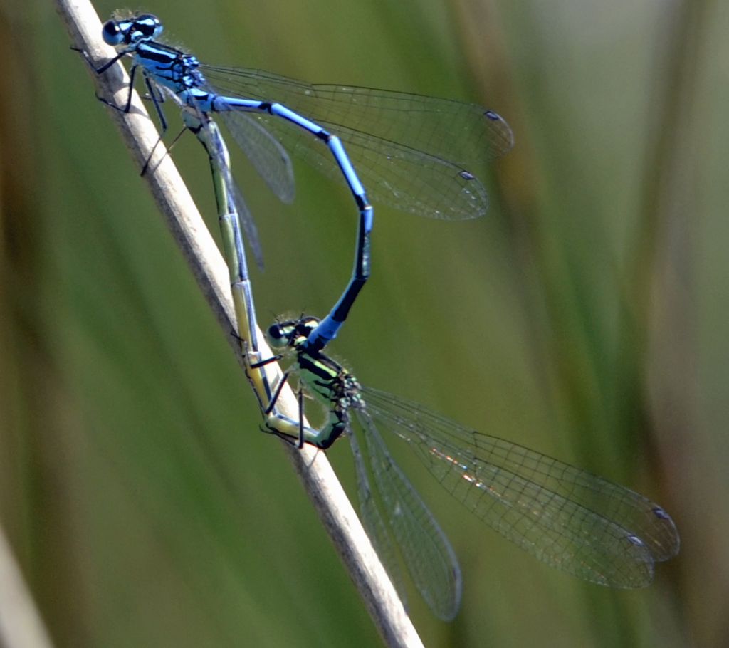 Libellula id.: Coenagrion puella